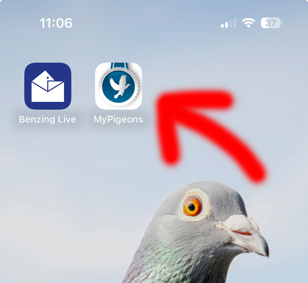 Ako si pridať odkaz na MyPigeons v mobile